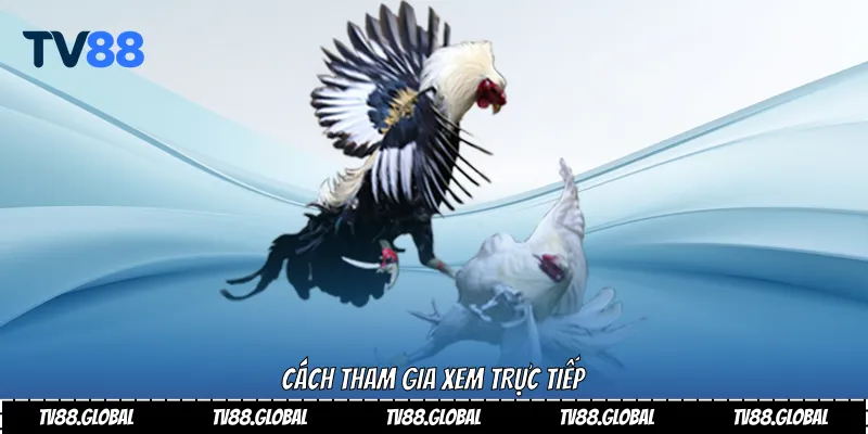 Cách tham gia xem trực tiếp