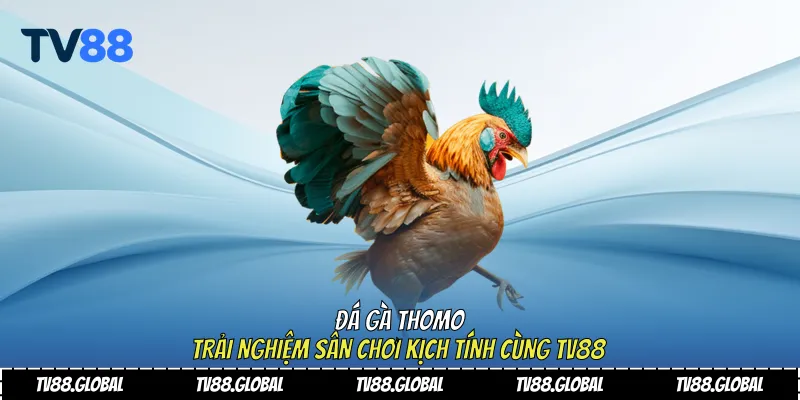 Đá gà Thomo