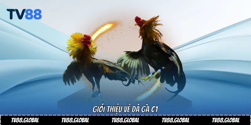 Trải Nghiệm Đỉnh Cao Đá Gà C1 Tại TV88 Uy Tín Nhất 2025 2 Giới thiệu về Đá gà C1
