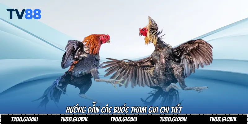 Trải Nghiệm Đỉnh Cao Đá Gà C1 Tại TV88 Uy Tín Nhất 2025 3 Hướng dẫn các bước tham gia chi tiết