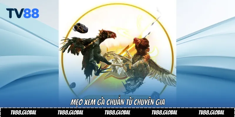 Mẹo xem gà chuẩn từ chuyên gia