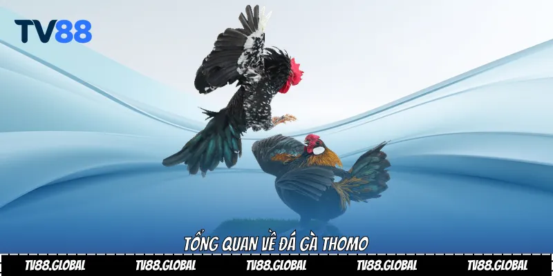 Tổng quan về Đá gà Thomo