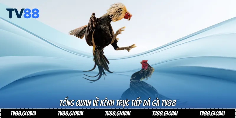 Tổng quan về kênh trực tiếp đá gà TV88