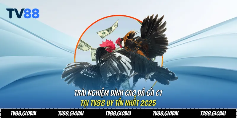 Đá gà C1