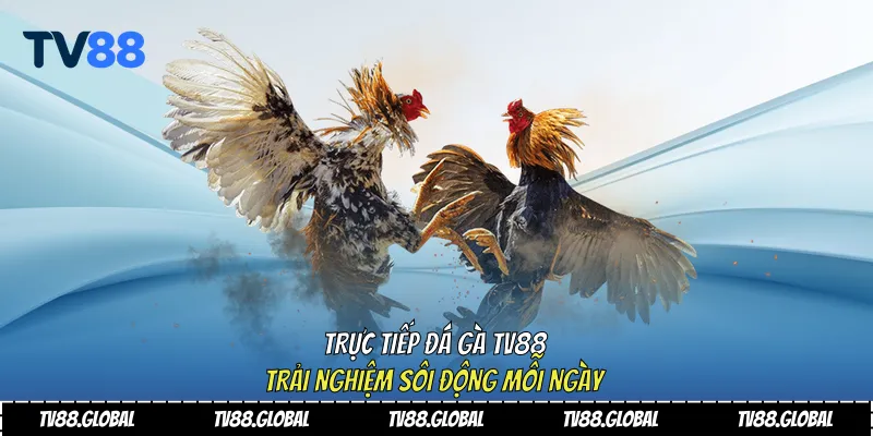 trực tiếp đá gà